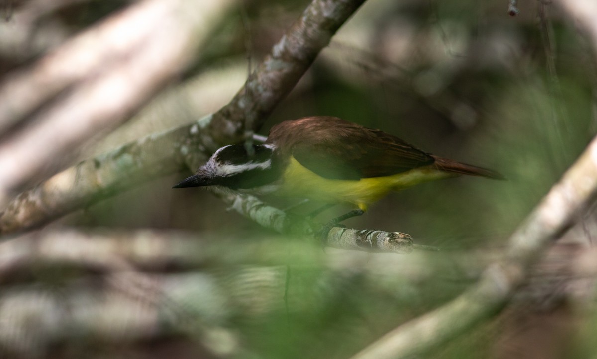 Great Kiskadee - ML574001351