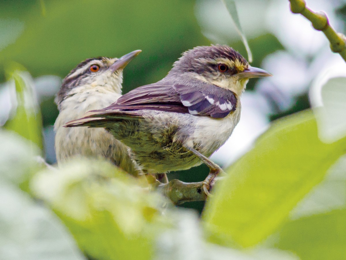 Double-banded Graytail - eBird