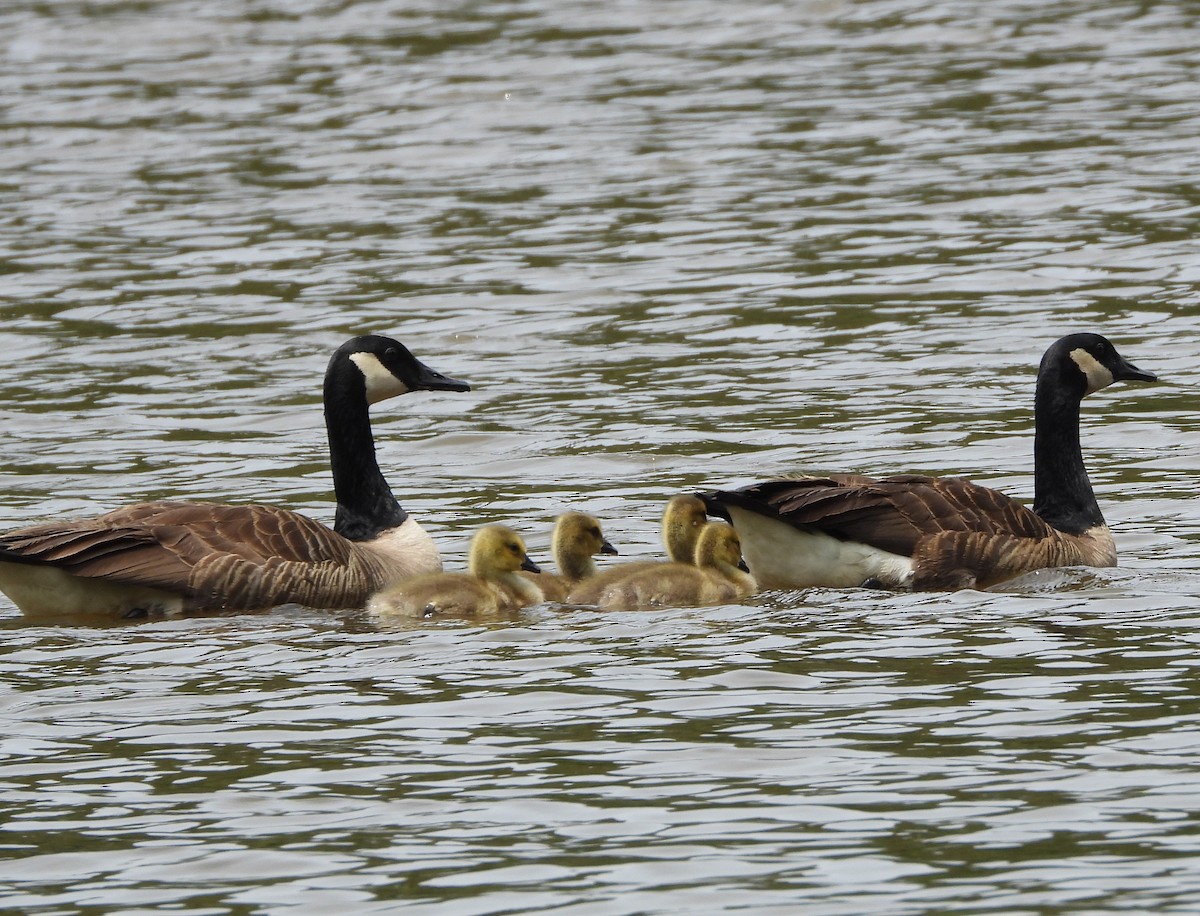 Canada Goose - ML574003311