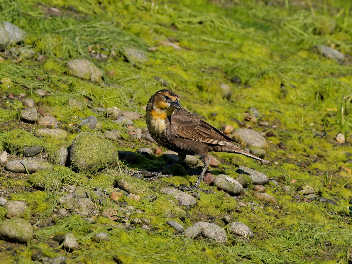Yellow-headed Blackbird - ML574003771