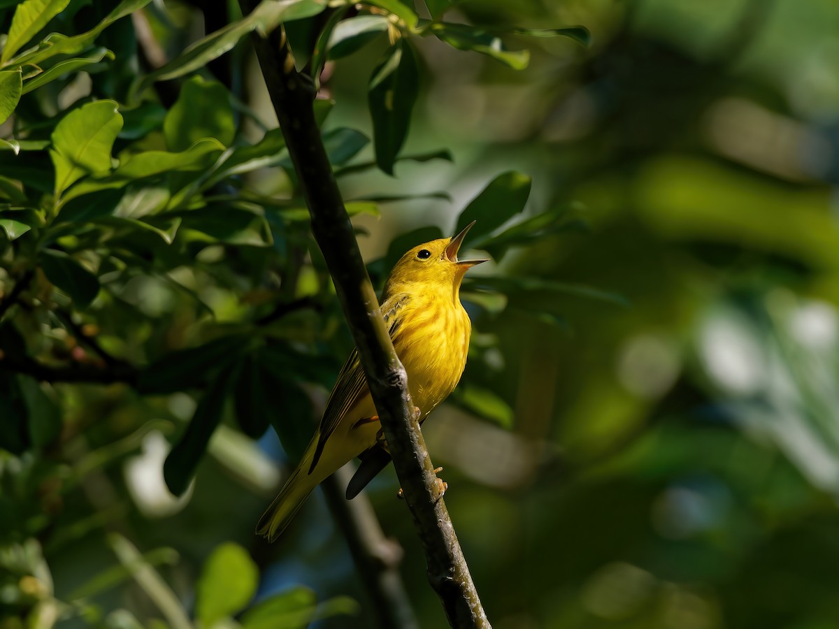 Northern Yellow Warbler - ML574003881