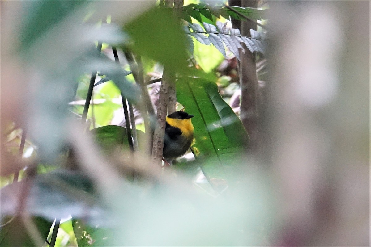 Golden-collared Manakin - ML57400391