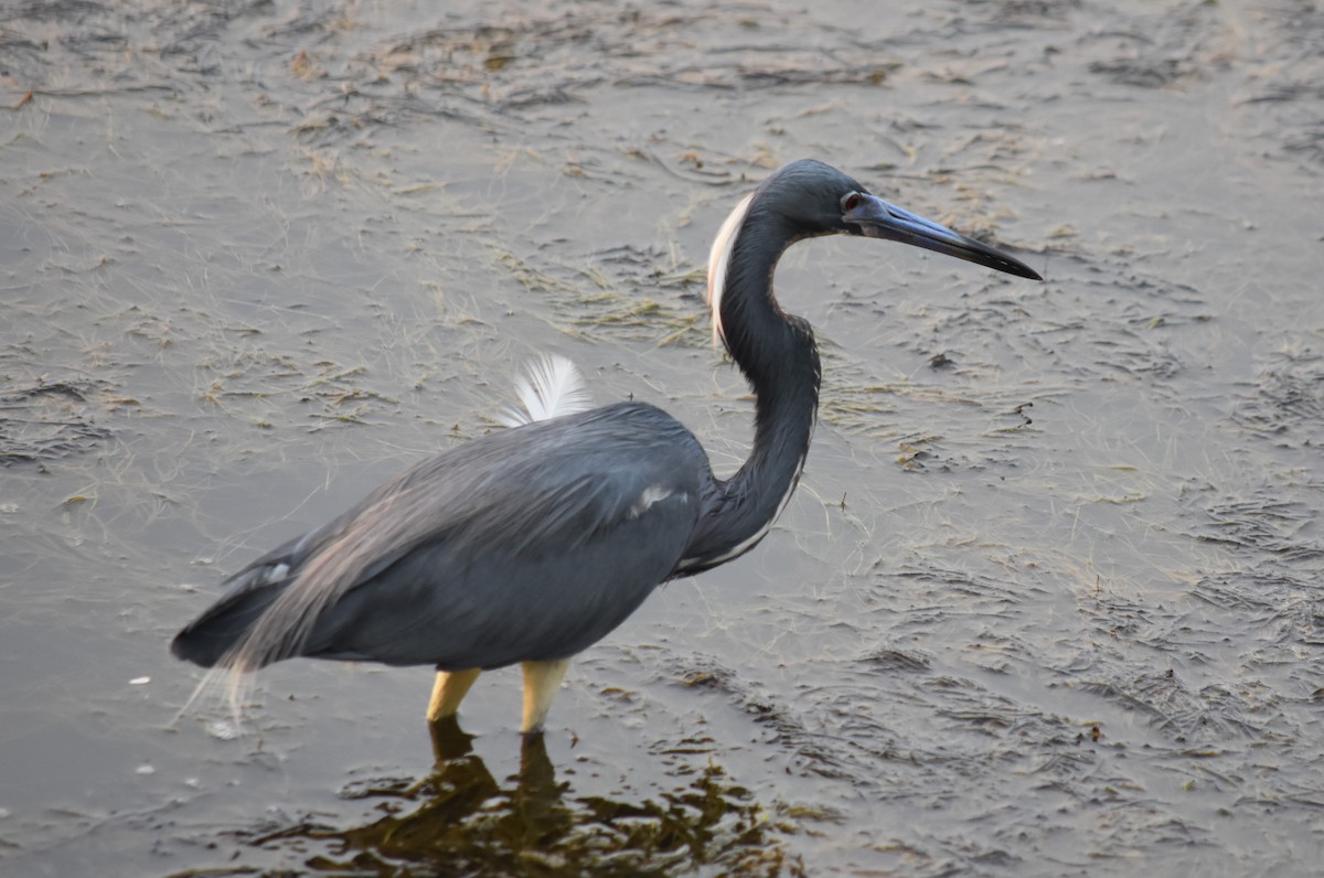 Tricolored Heron - Mario Chávez Vásquez