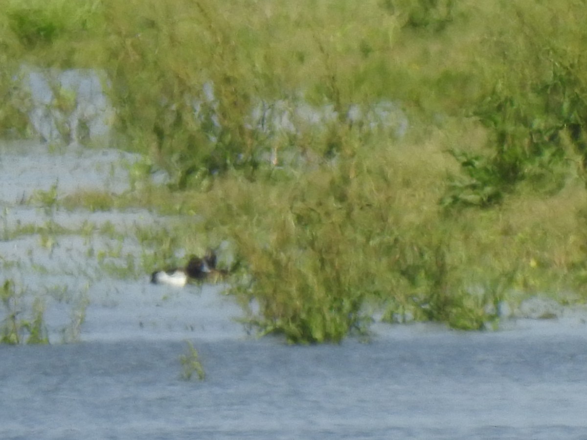 Tufted Duck - ML574004641