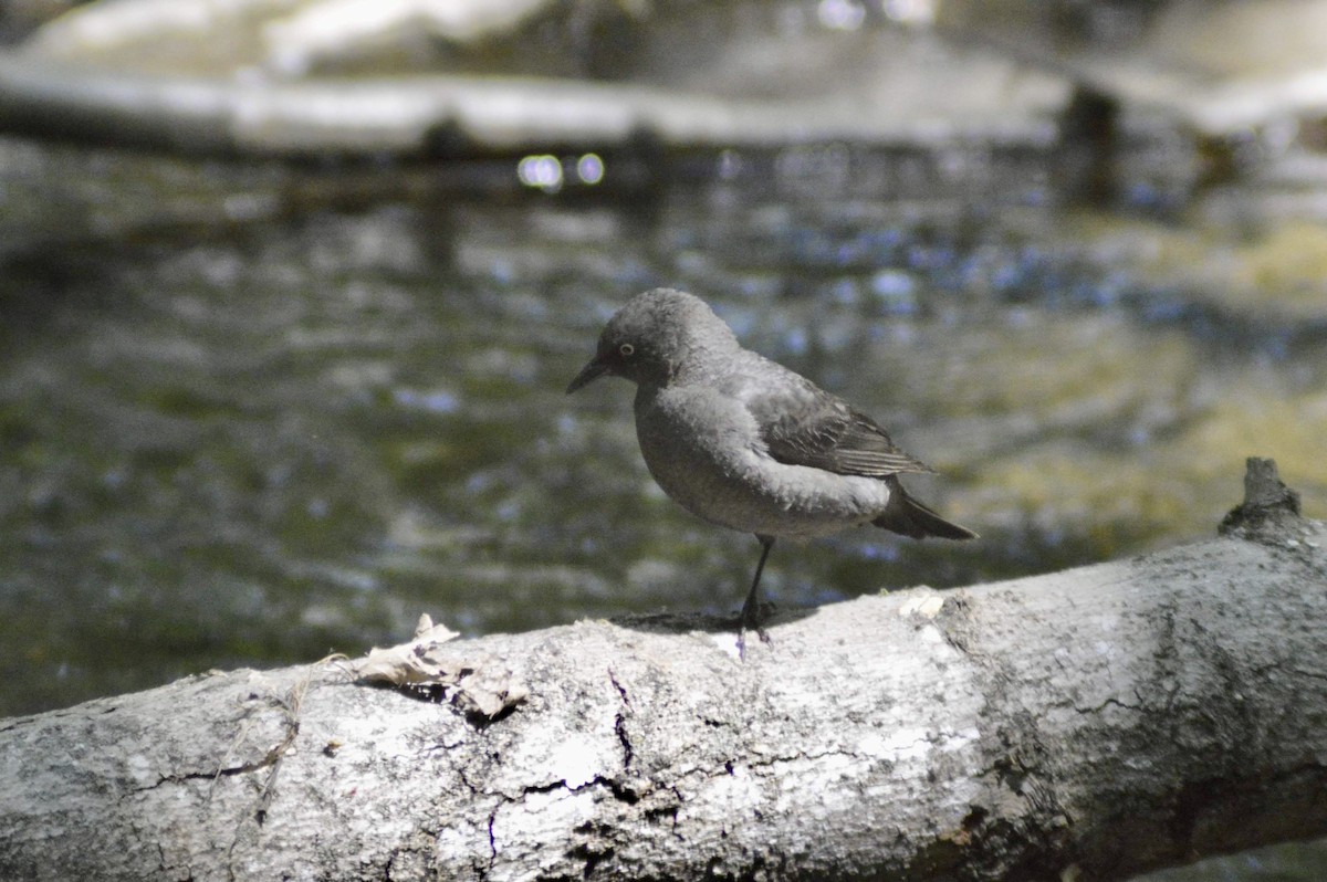 Rusty Blackbird - ML574004681