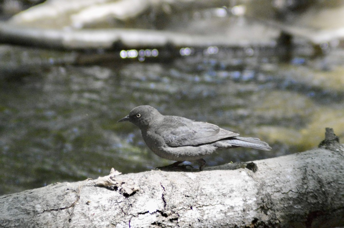 Rusty Blackbird - ML574004691