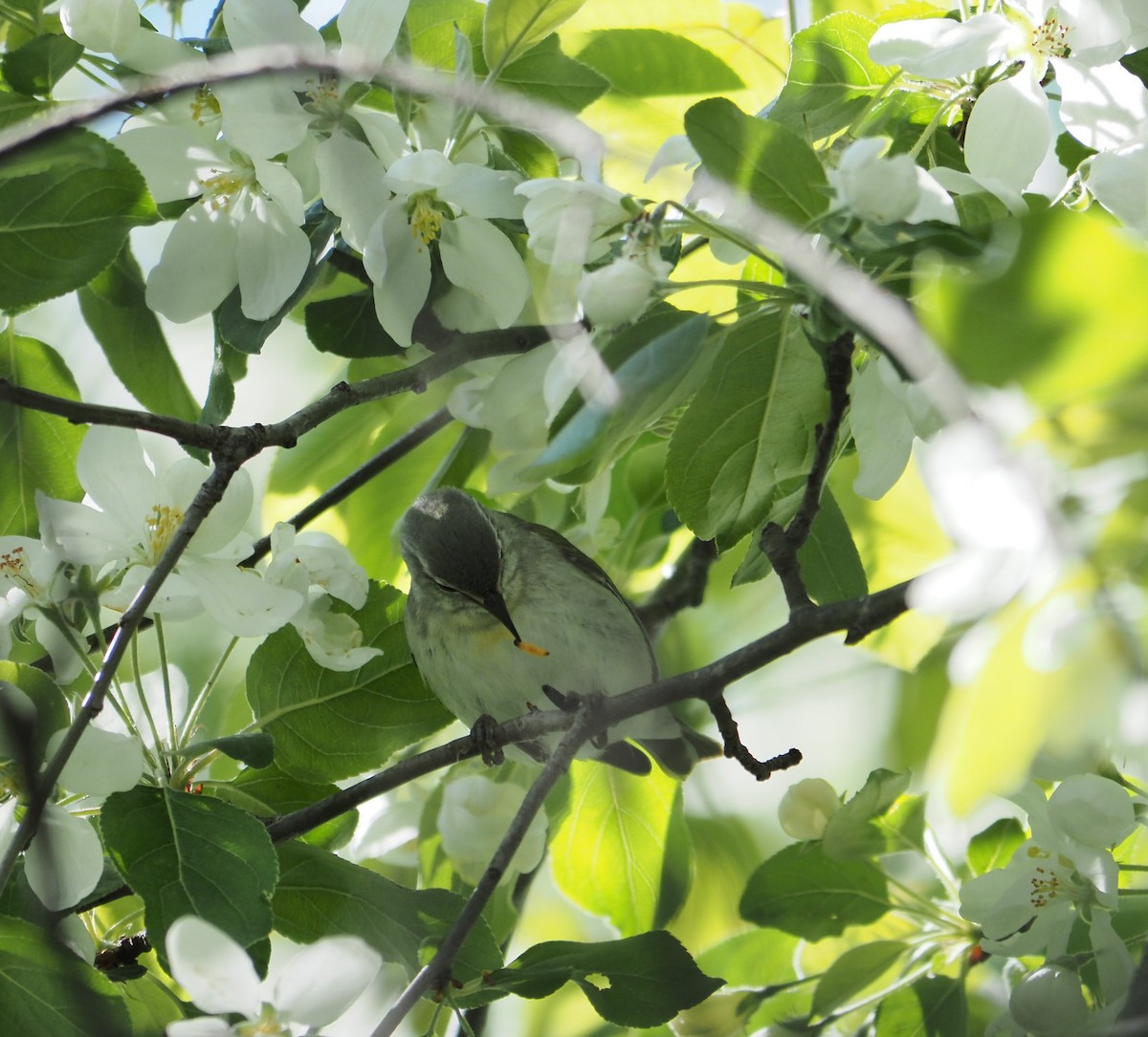 Tennessee Warbler - ML574005771