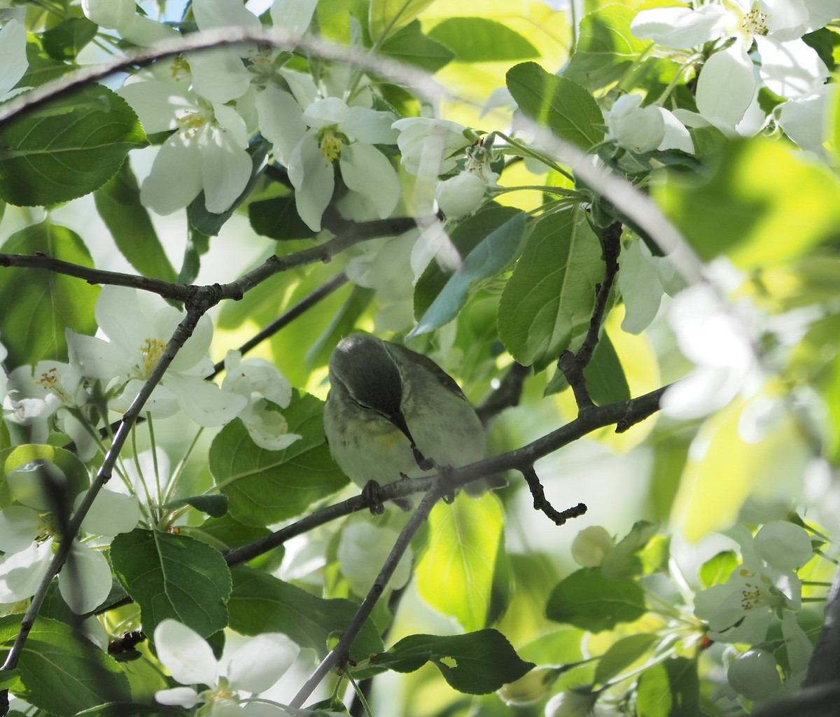 Tennessee Warbler - ML574005791