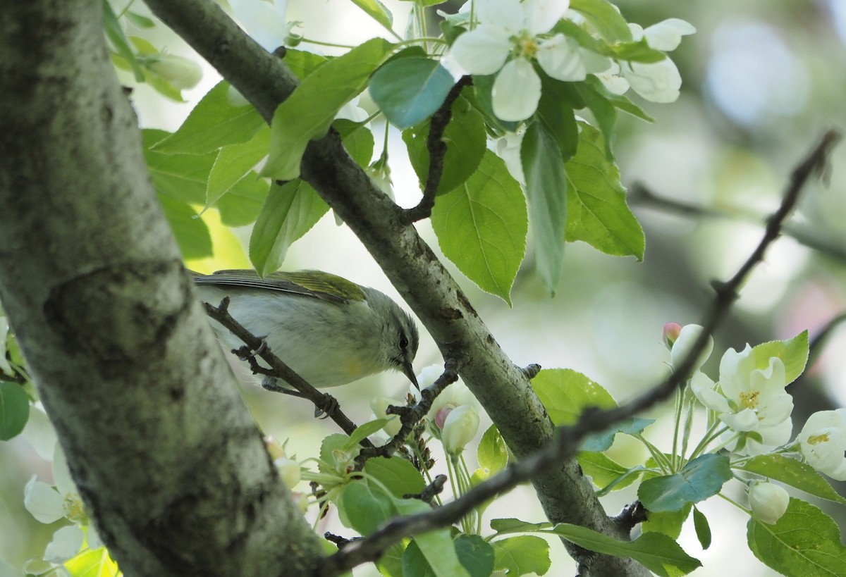 Tennessee Warbler - ML574005801