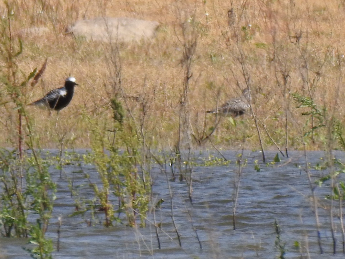 Black-bellied Plover - Gary Losada