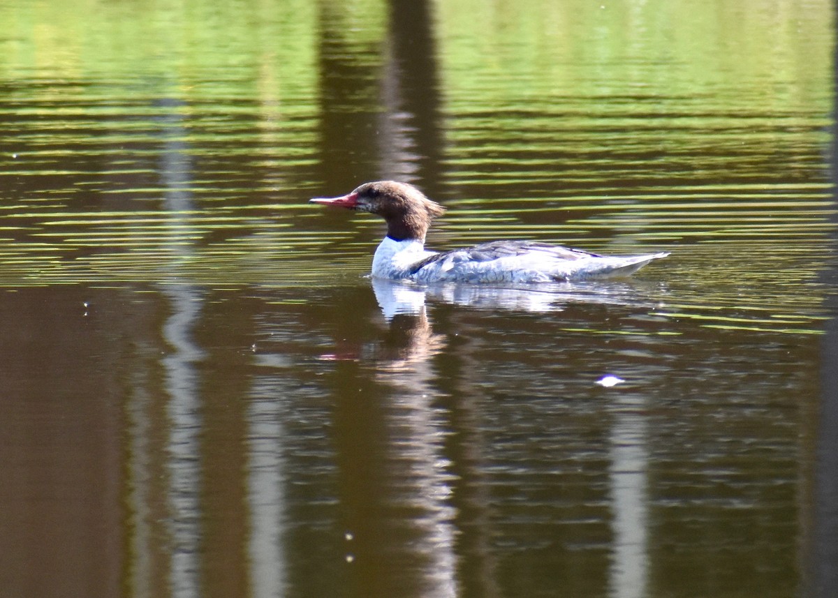 Common Merganser - ML574006411