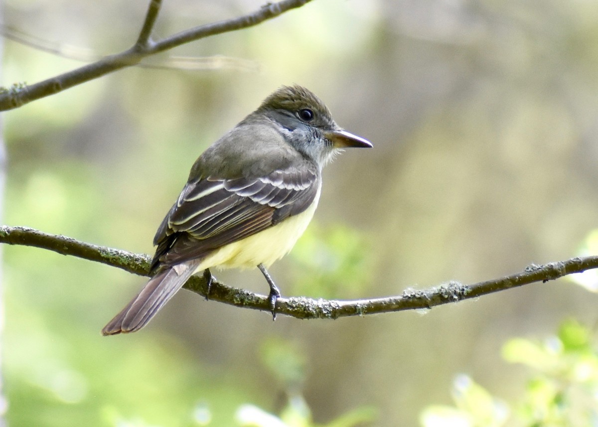 Great Crested Flycatcher - ML574007111