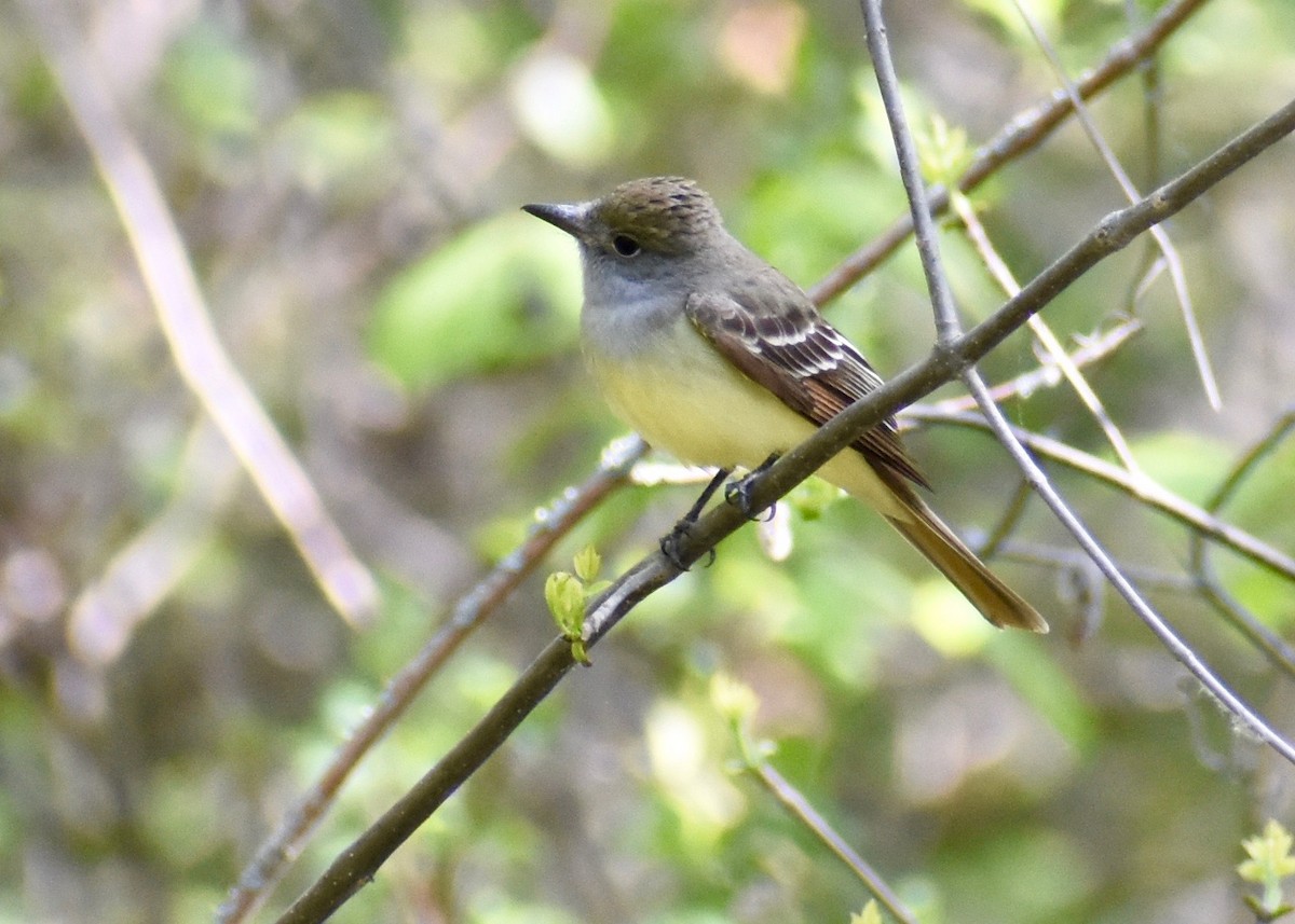 Great Crested Flycatcher - ML574007121