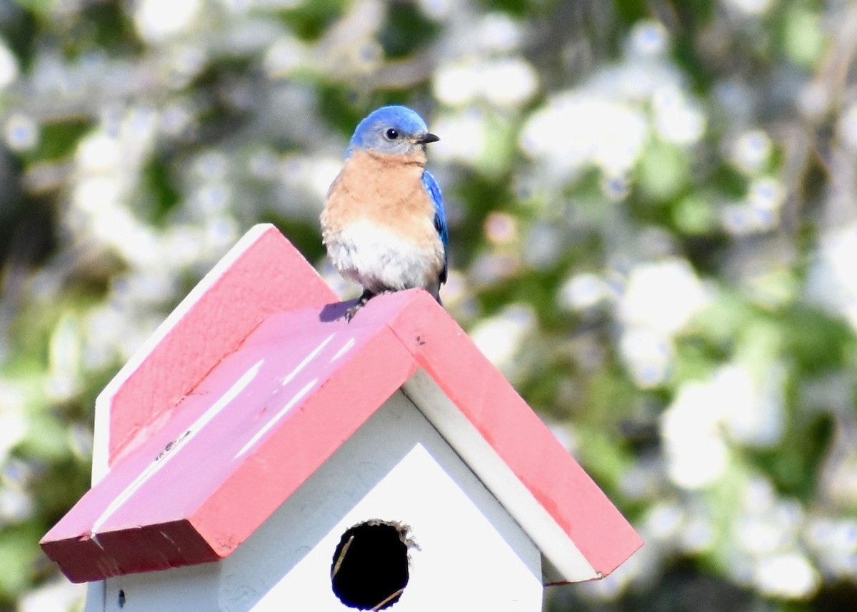 Eastern Bluebird - ML574007211