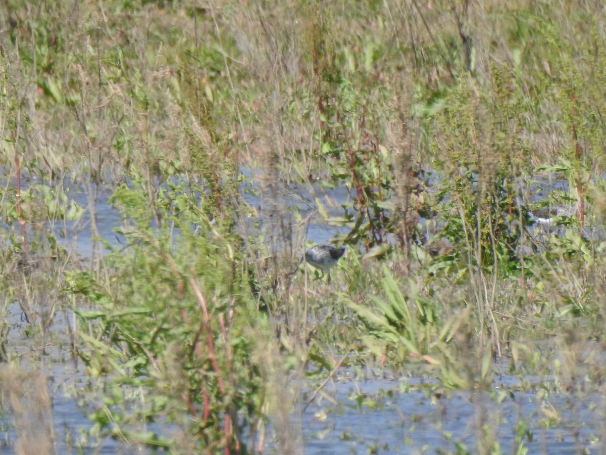 Common Greenshank - Gary Losada