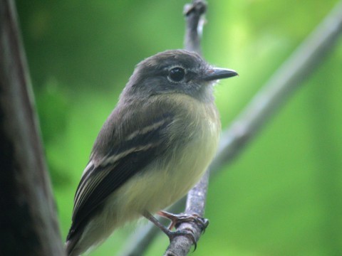 Black-billed Flycatcher - Bob Hargis