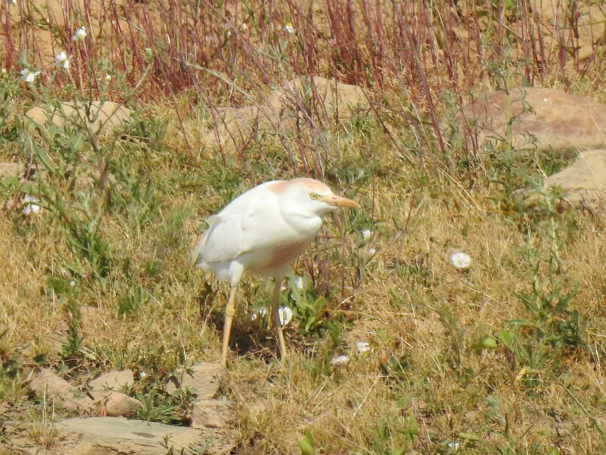 Western Cattle Egret - ML574007781