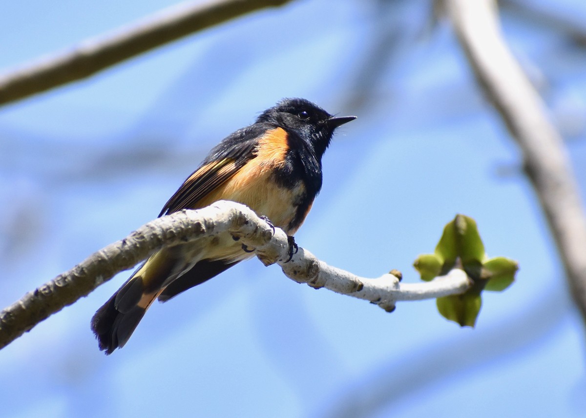 American Redstart - ML574007941