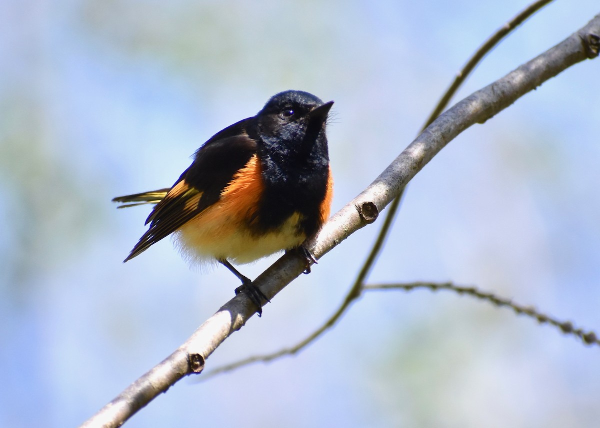 American Redstart - ML574007951