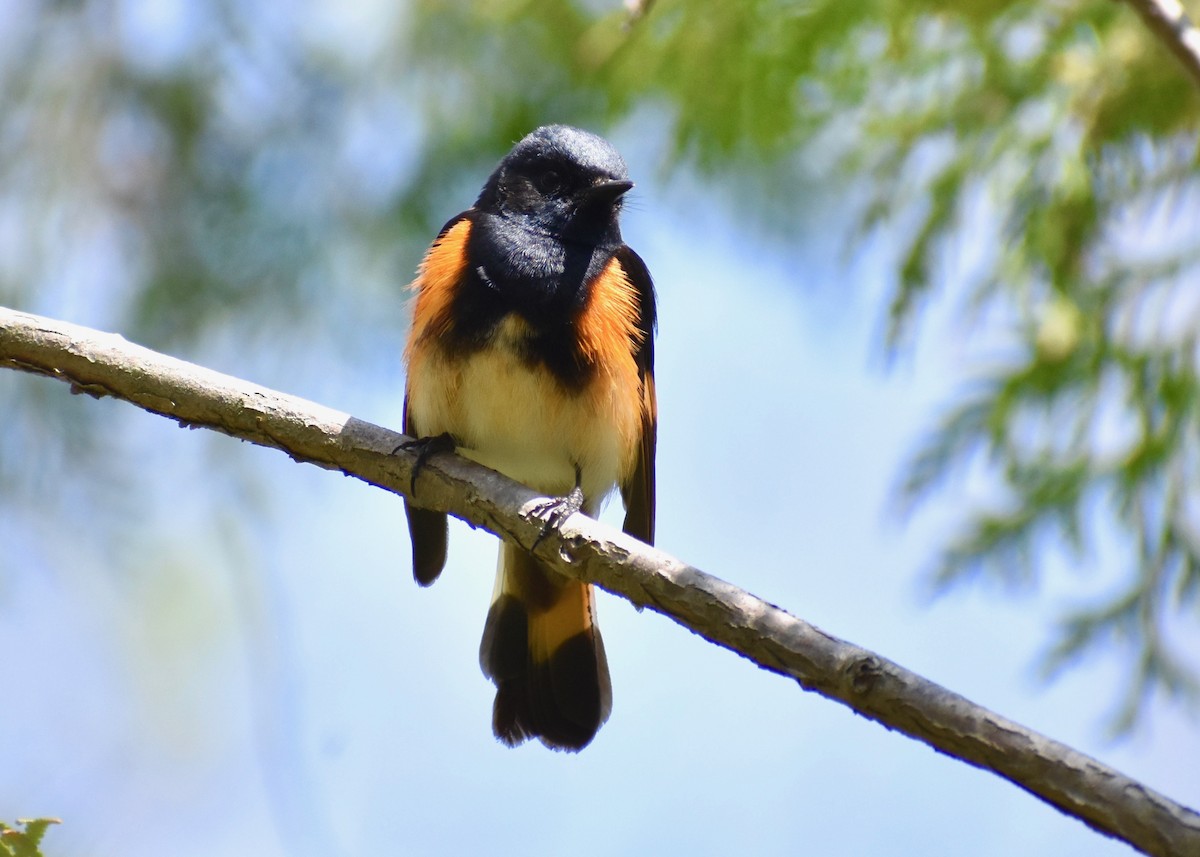 American Redstart - ML574007961