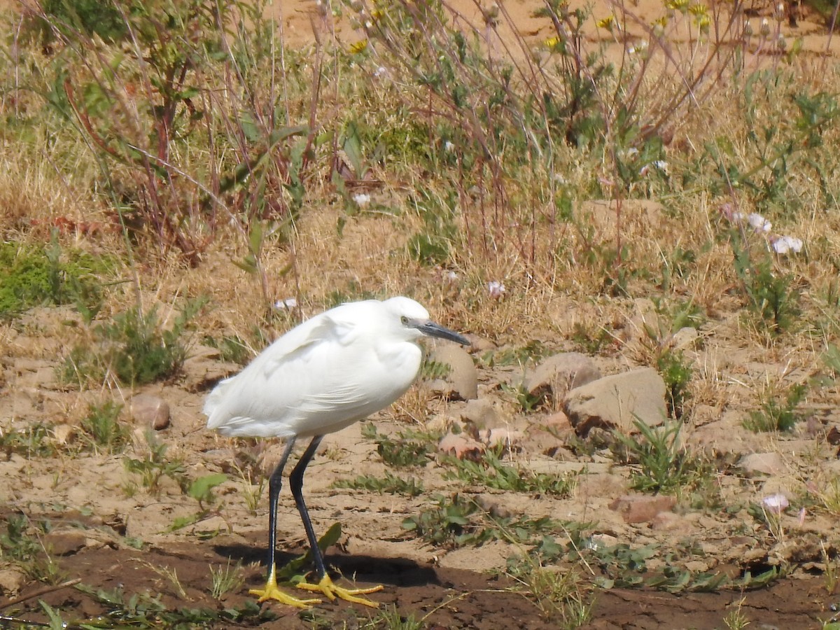 小白鷺 - ML574008651