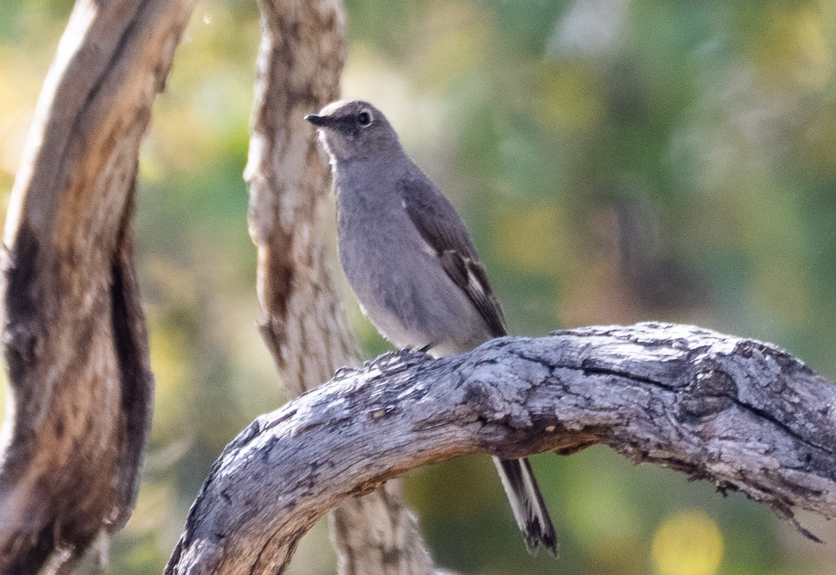 Townsend's Solitaire - ML574009211