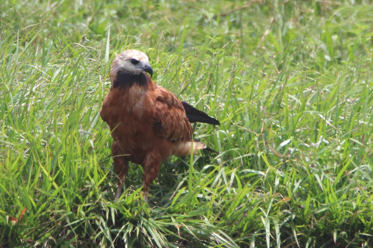 Black-collared Hawk - Paul Lewis