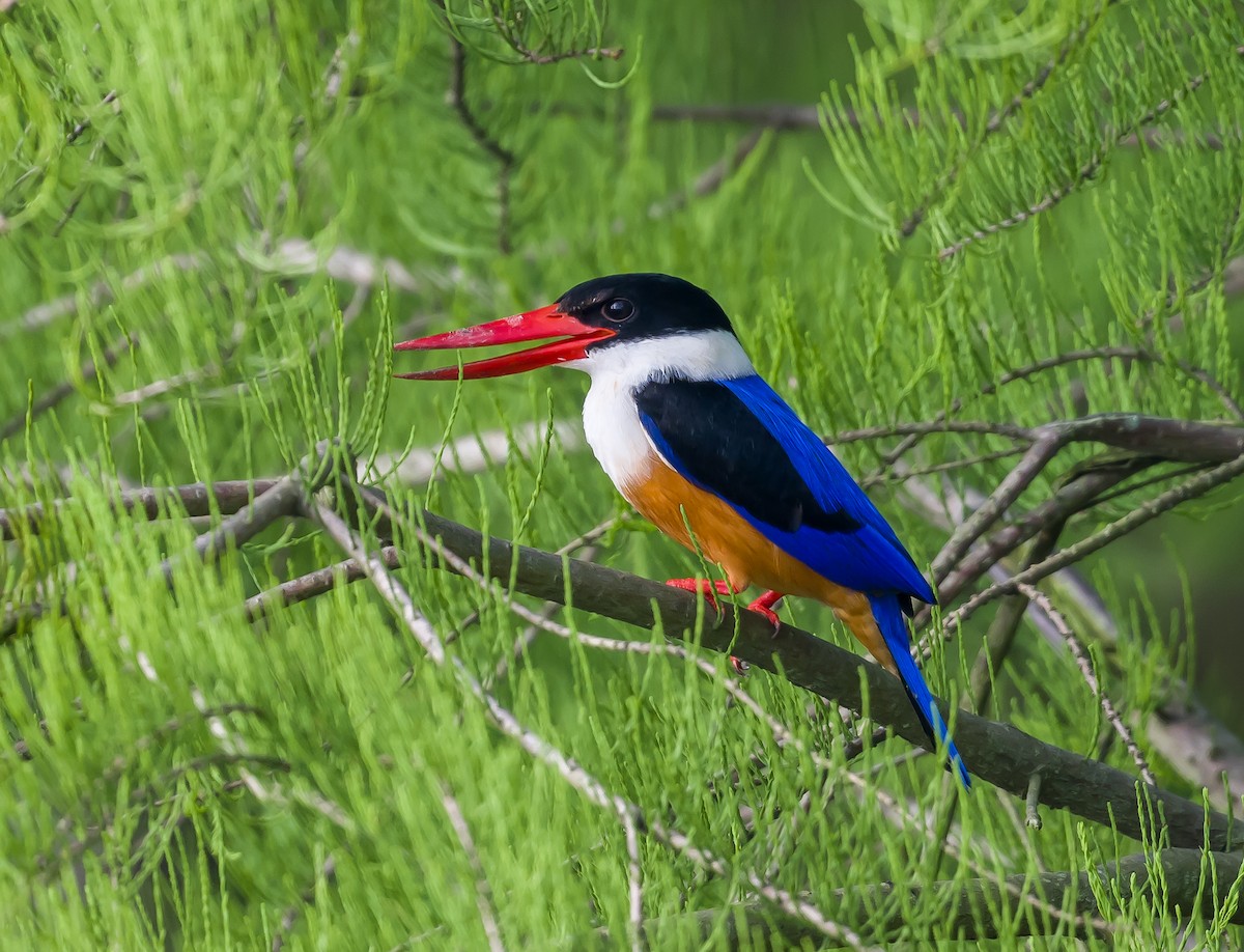 Black-capped Kingfisher - Kai Pflug