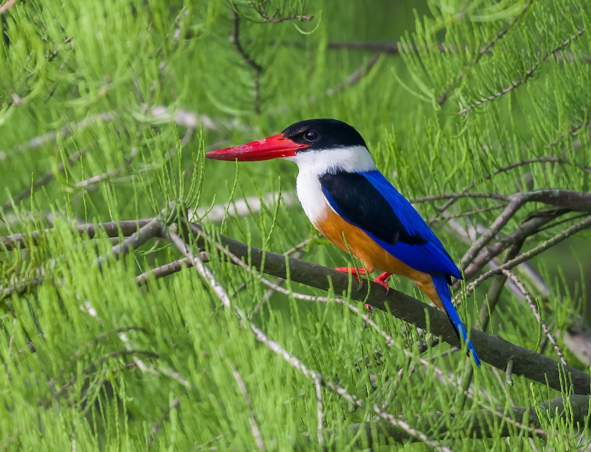 Black-capped Kingfisher - Kai Pflug