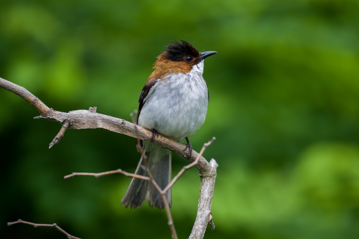 Chestnut Bulbul - Kai Pflug