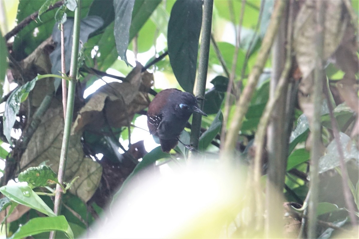 Chestnut-backed Antbird - ML57401151