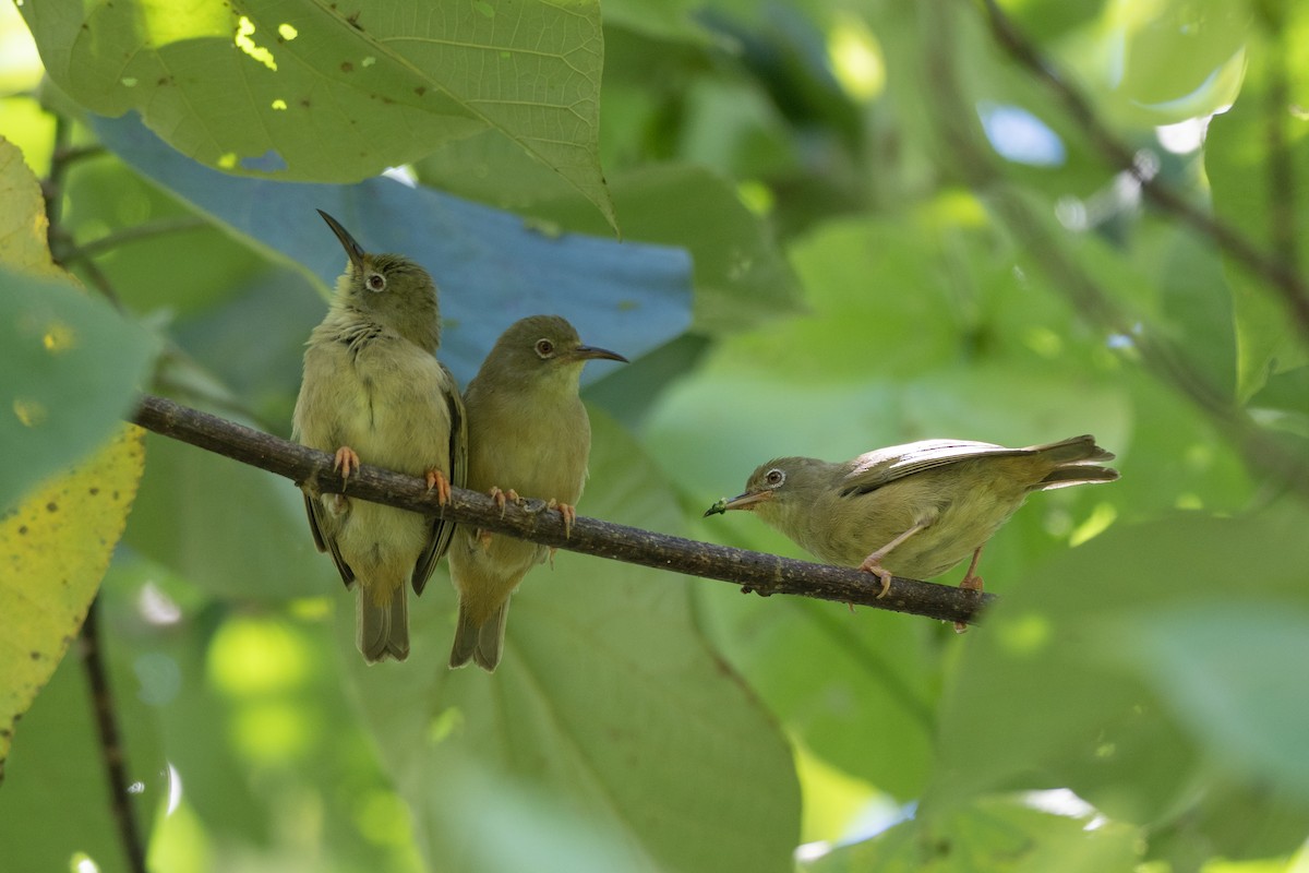 Long-billed White-eye - ML574012011