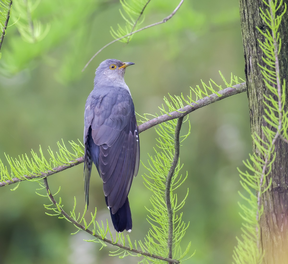 Common Cuckoo - ML574012071