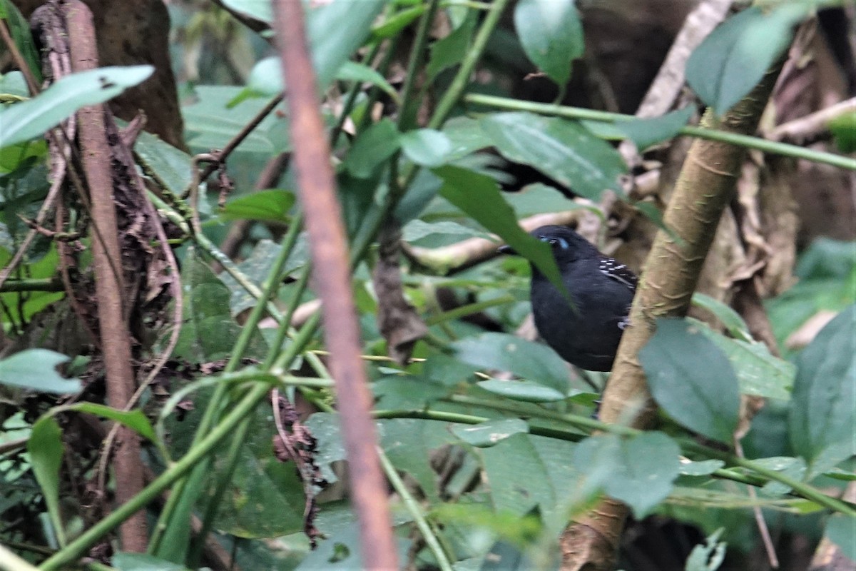 Chestnut-backed Antbird - ML57401221