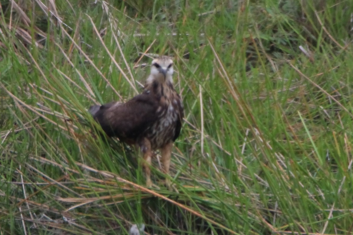 Snail Kite - Paul Lewis