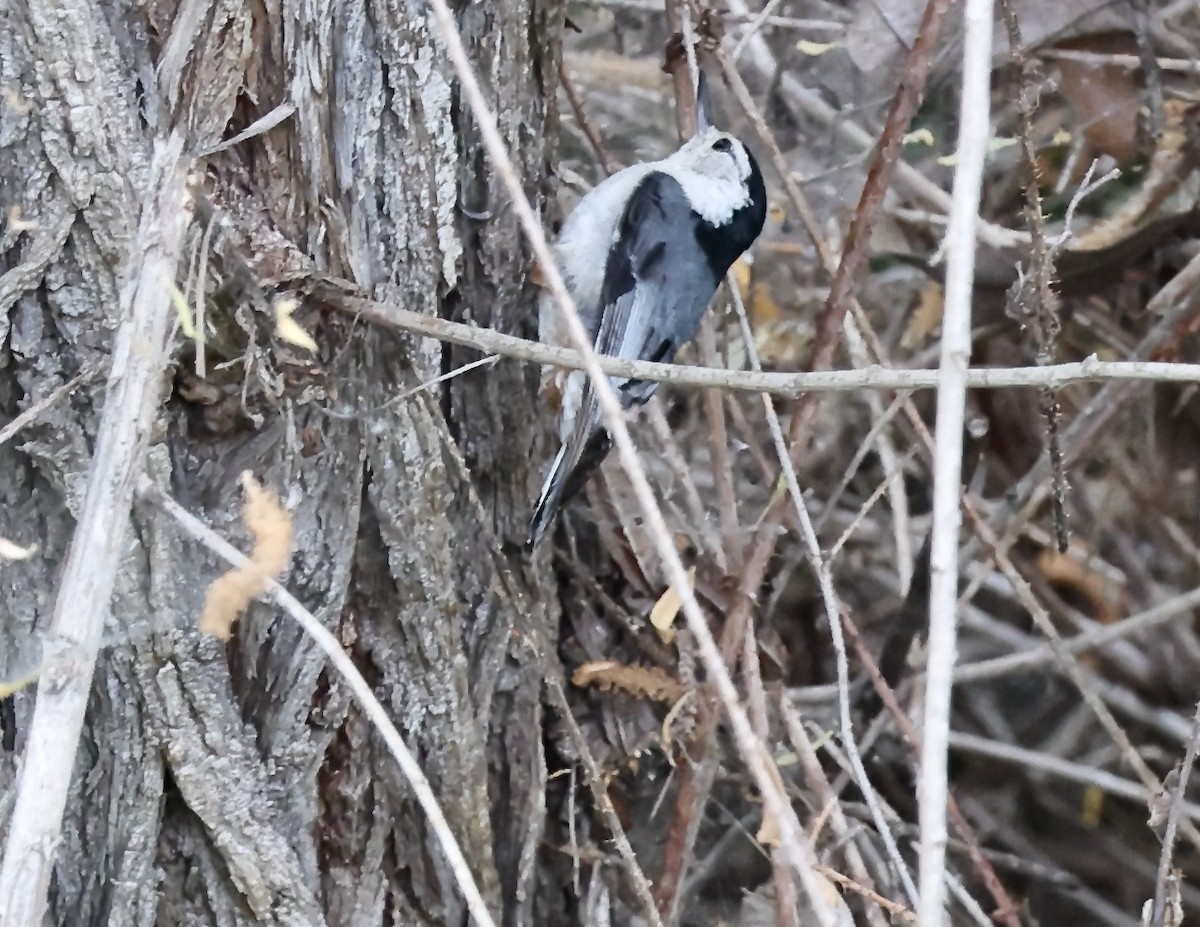 White-breasted Nuthatch - ML574012381