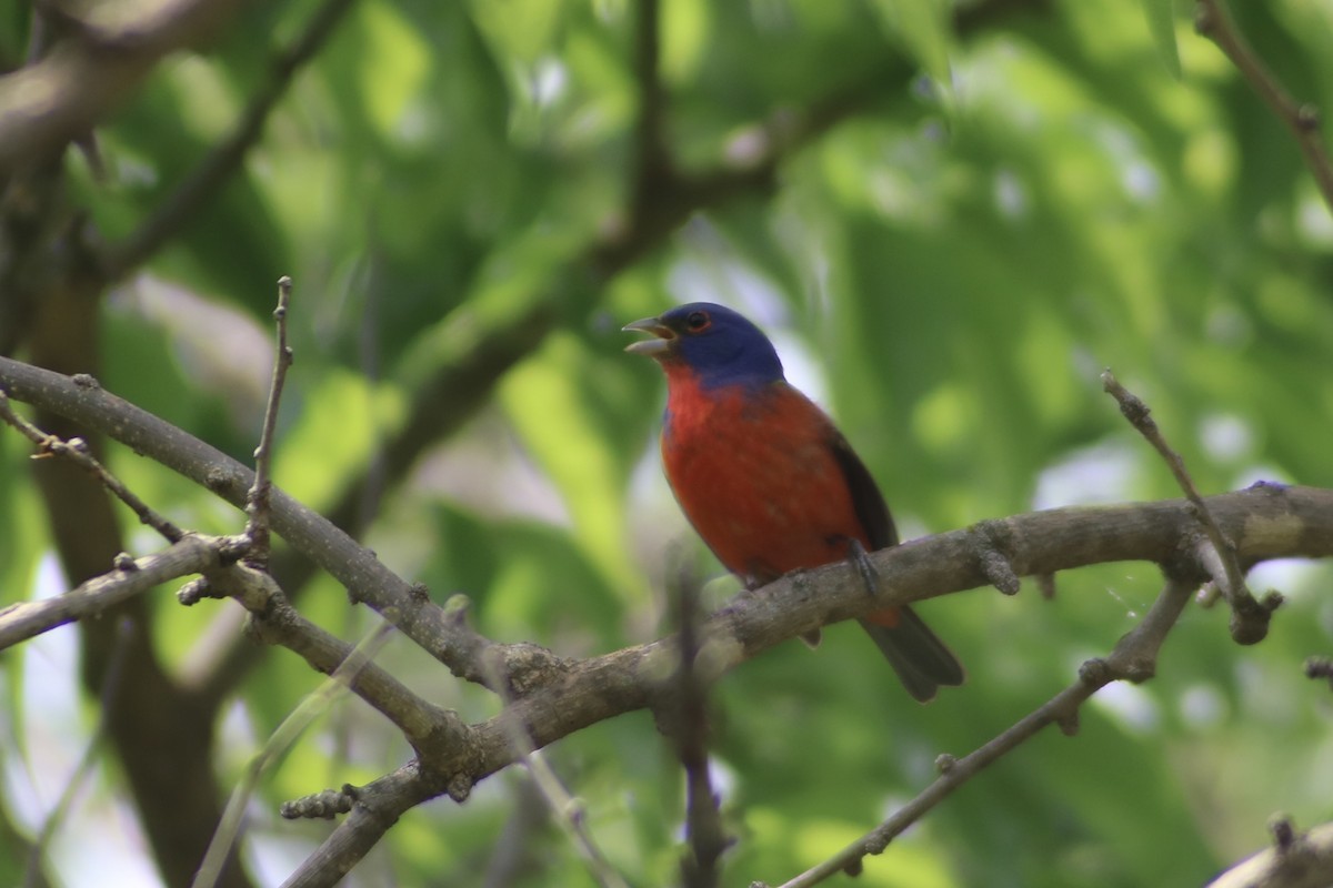 Painted Bunting - ML574012421