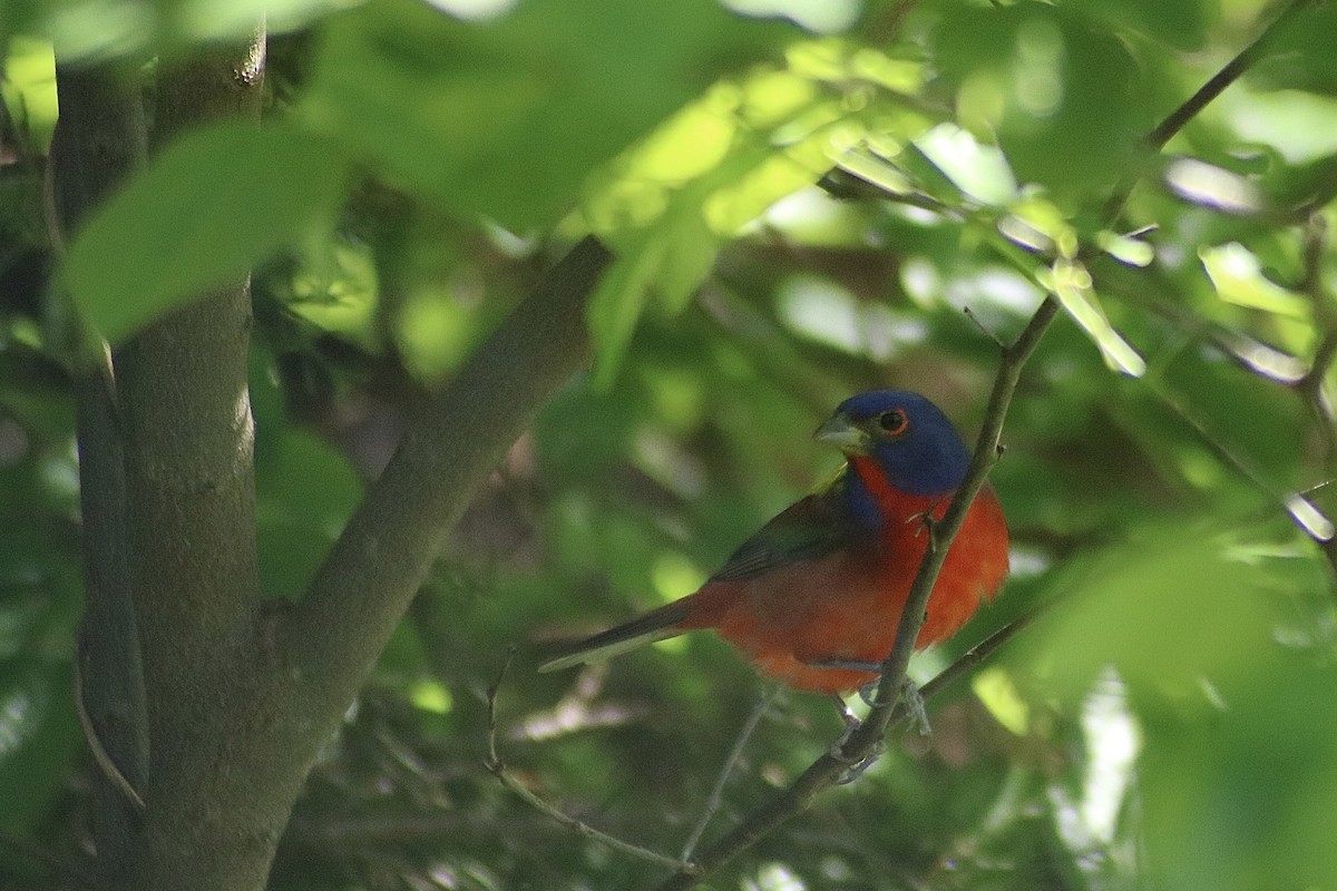 Painted Bunting - ML574012431