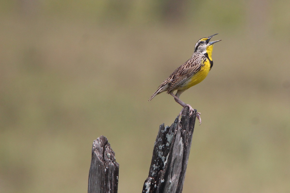 Eastern Meadowlark - Paul Lewis