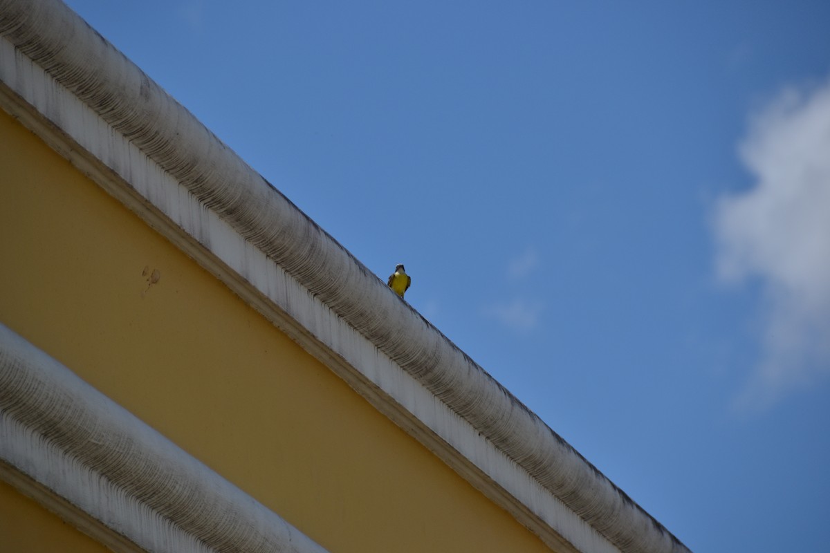 Great Kiskadee - ML574012831