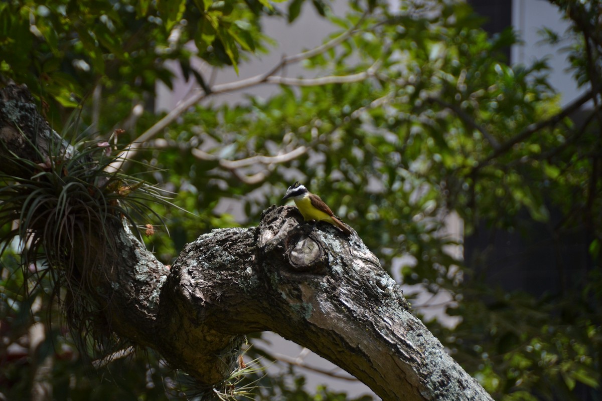 Great Kiskadee - ML574013231