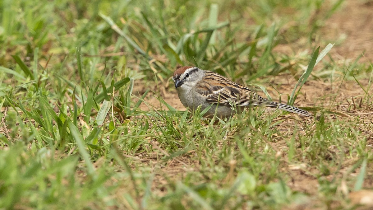 Chipping Sparrow - ML574013941