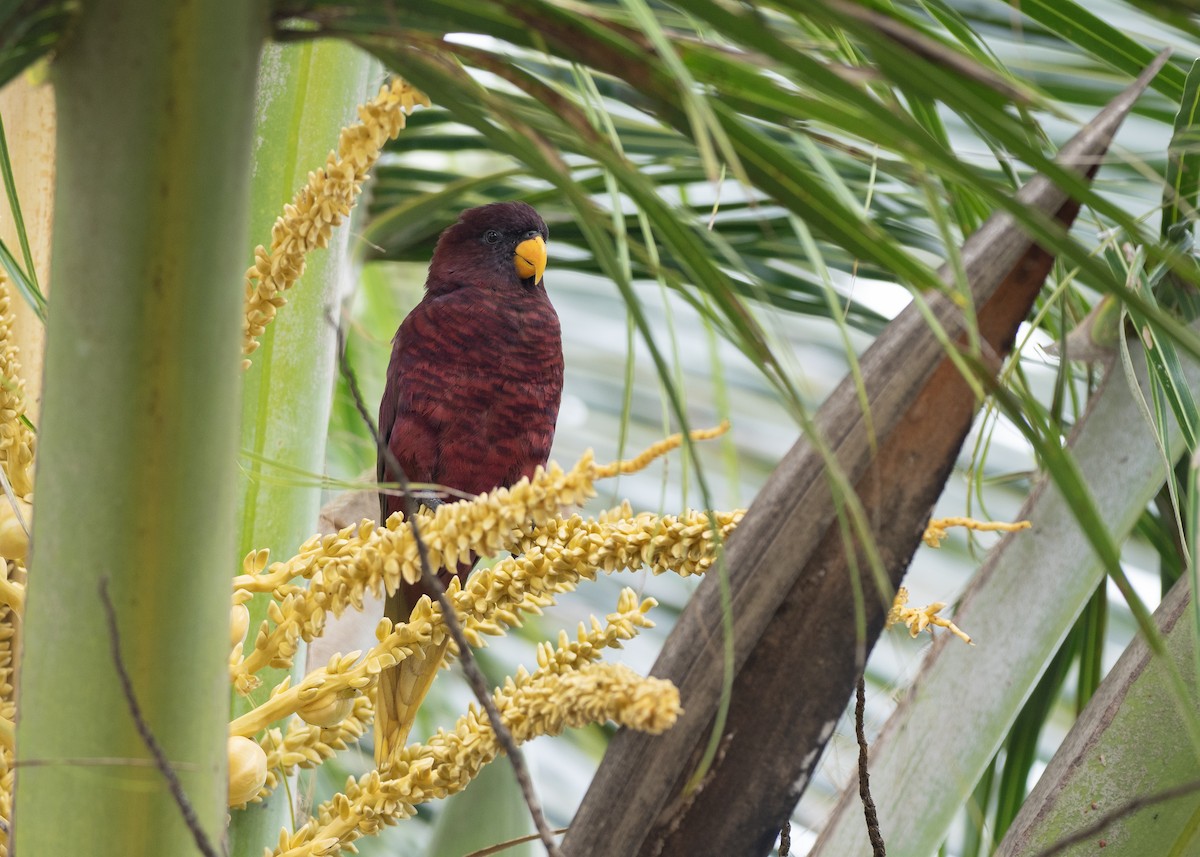 Pohnpei Loriketi - ML574014491