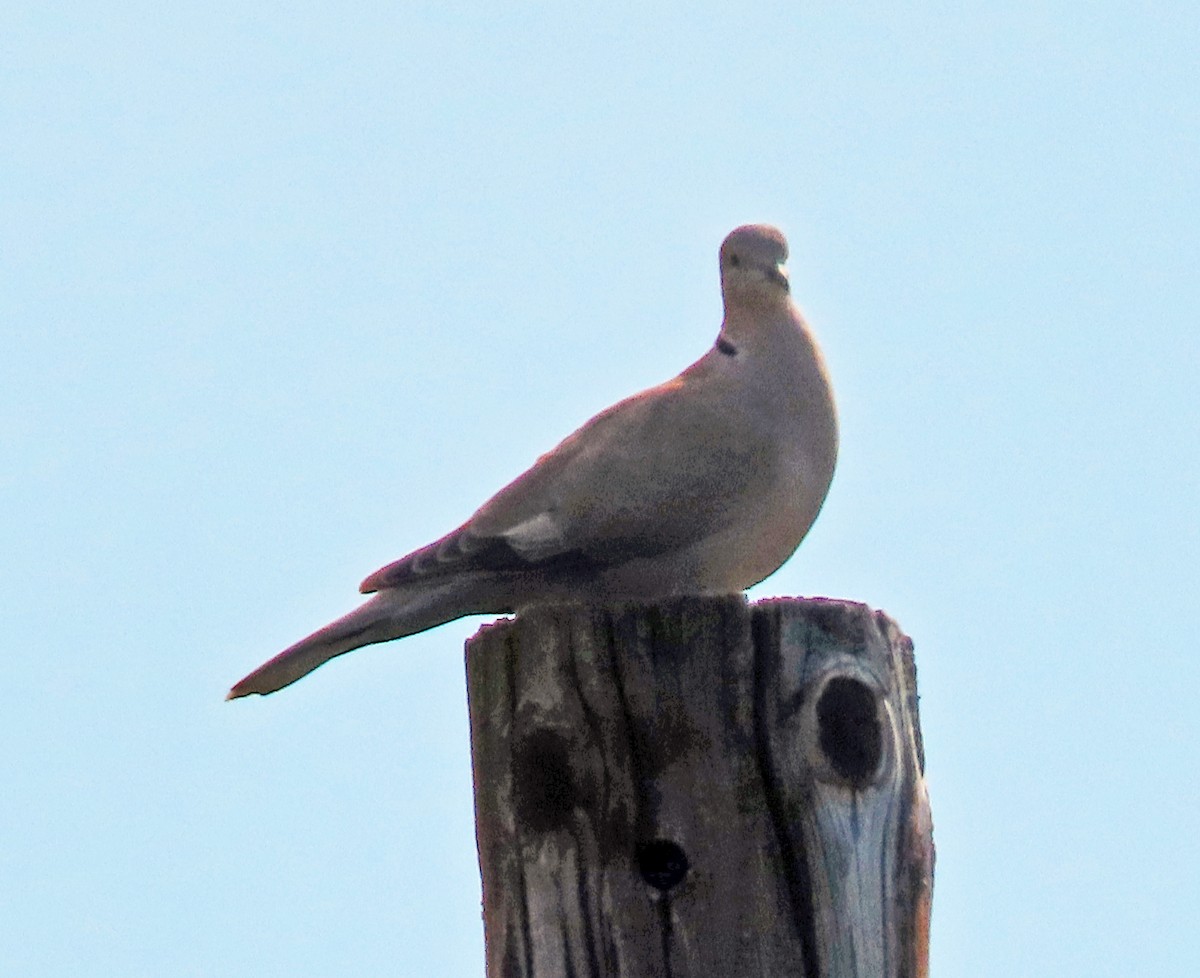 Eurasian Collared-Dove - ML574014561