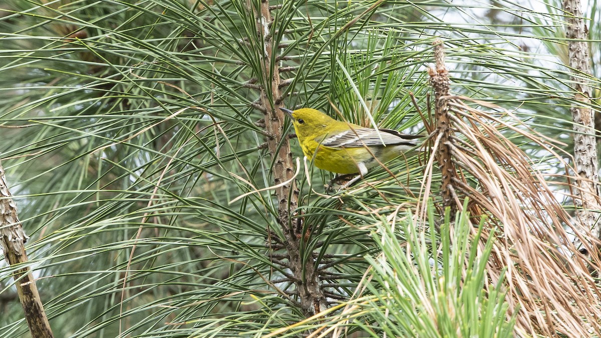 Pine Warbler - ML574015671