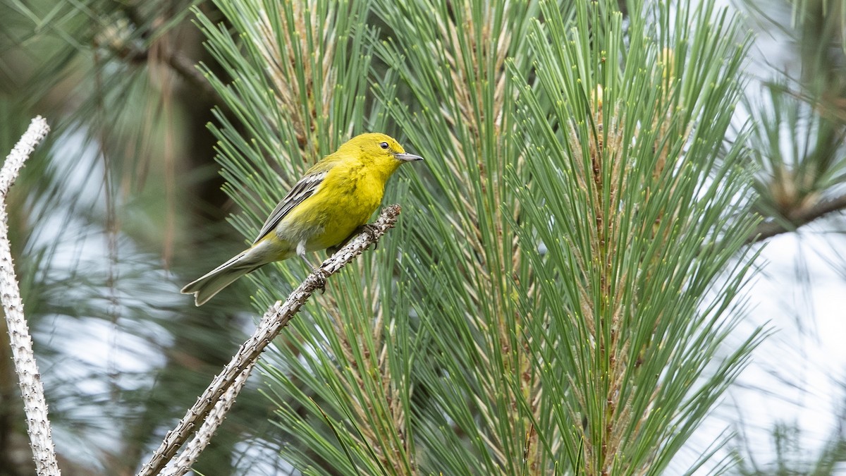 Pine Warbler - ML574015681