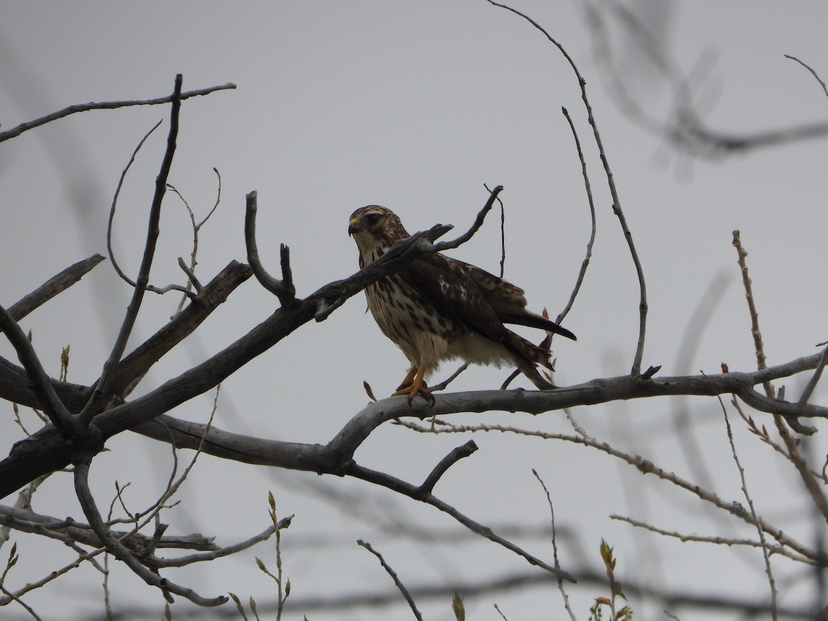 Broad-winged Hawk - ML574016141