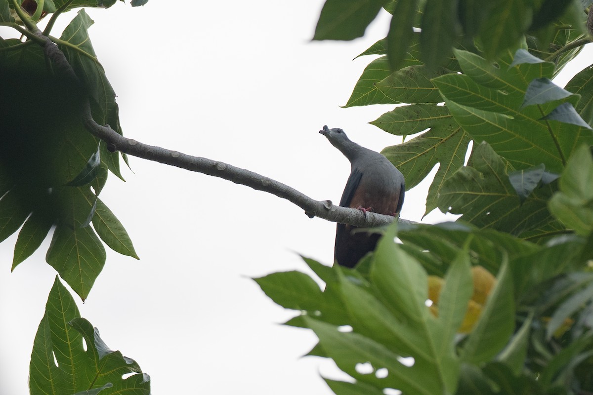 Микронезийский плодовый голубь - ML574016191