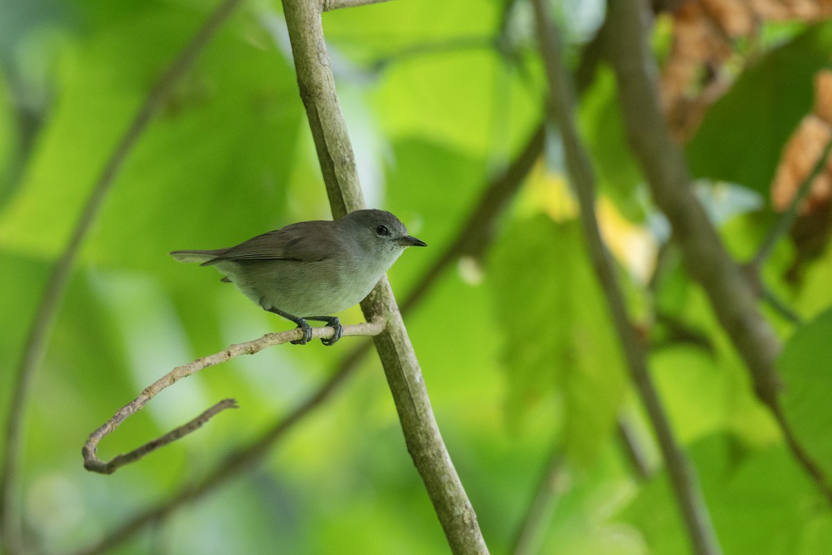 Pohnpei White-eye - ML574016331