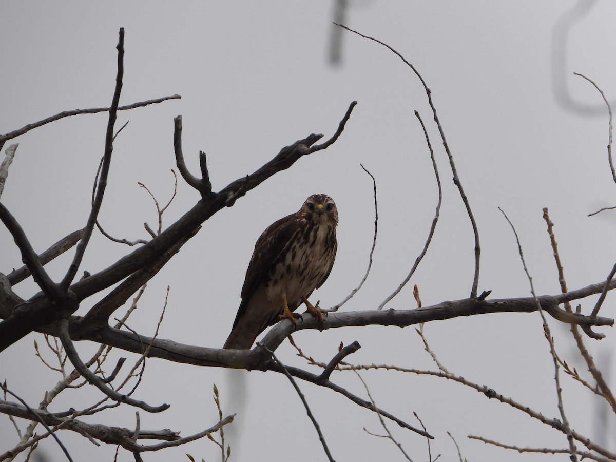 Broad-winged Hawk - ML574016661